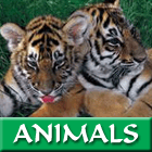 Homework Help - Animals